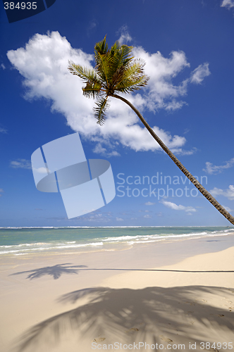 Image of Palm on exotic beach