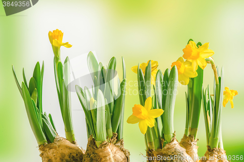 Image of Yellow daffodil lilys on a green background