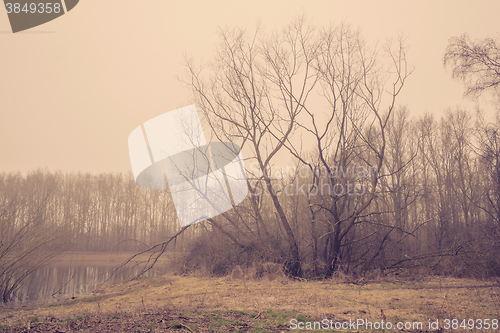 Image of Trees without leaves in the mist