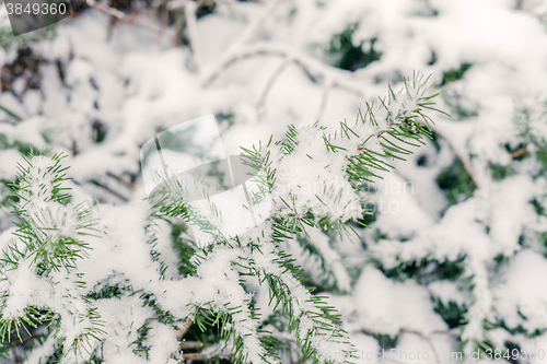 Image of Pine fir twig in the snow