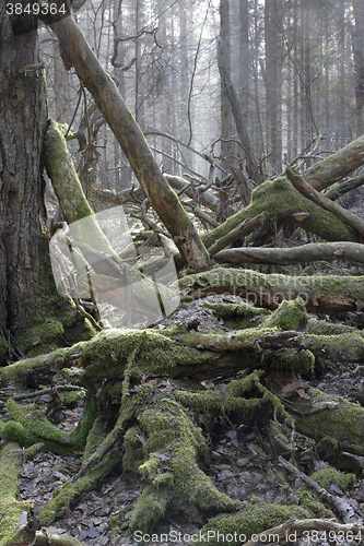 Image of Moss wrapped broken branch lying