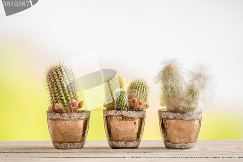 Image of Three cactus on a wooden table