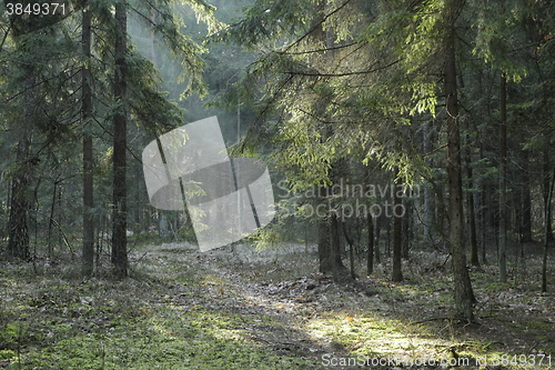 Image of Coniferous stand of Bialowieza Forest in sunset