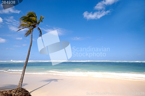 Image of Beach with palm and white sand