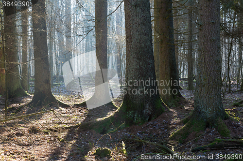 Image of Coniferous stand of Bialowieza Forest in morning