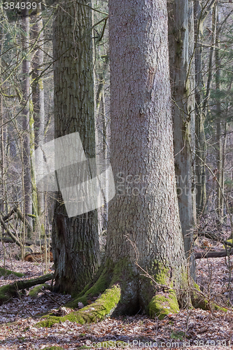 Image of Old spruce in foreground and old oak in background