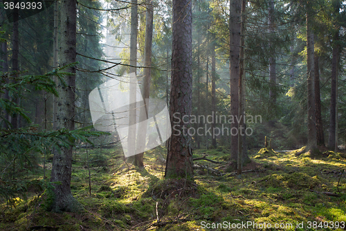Image of Sunbeam entering old coniferous stand of Bialowieza Forest