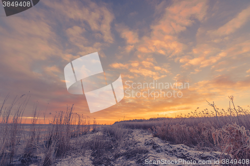 Image of Frozen grass at the sea shore