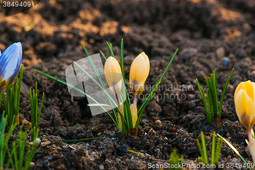 Image of Springtime crocus flowers in a garden