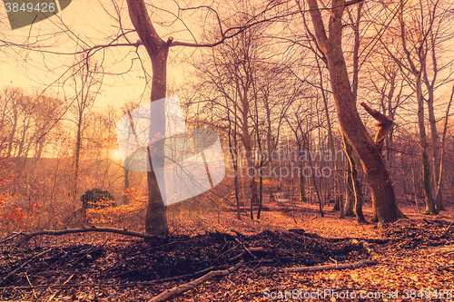 Image of Beautiful sunrise in a forest