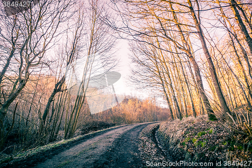 Image of Road in a forest at autumn