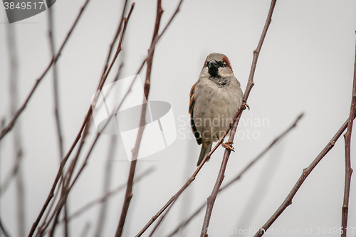 Image of Sparrow on a twig in the wintertime