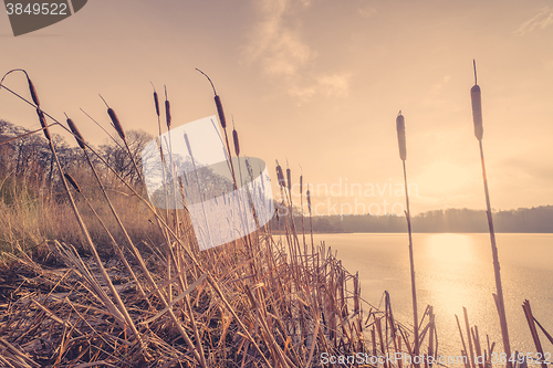 Image of Reeds in the sunset