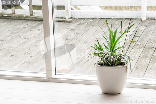 Image of Green plant in an indoor pot