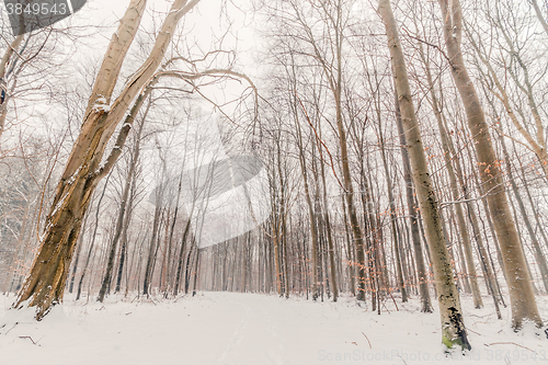 Image of Naked trees in the forest in the winter