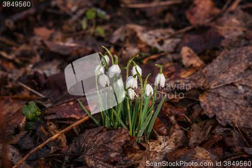 Image of Snowdrop flowers covered with dark leaves