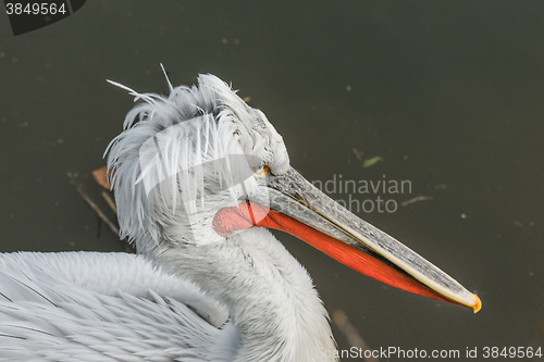 Image of Close-up of a pelican in a river