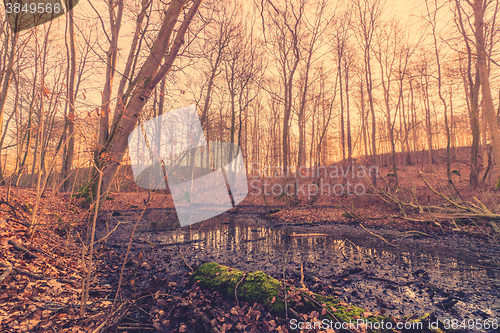 Image of Swamp in a forest at sunrise