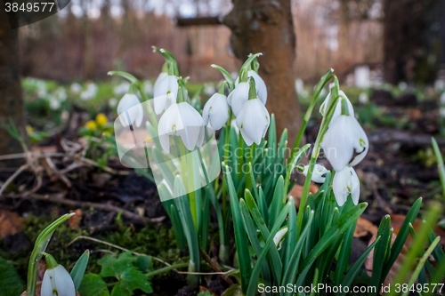 Image of Snowdrops in the garden in february
