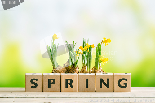 Image of Daffodil flowers and the word spring