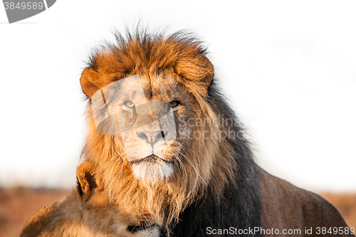 Image of Two lions togenther on the savannah