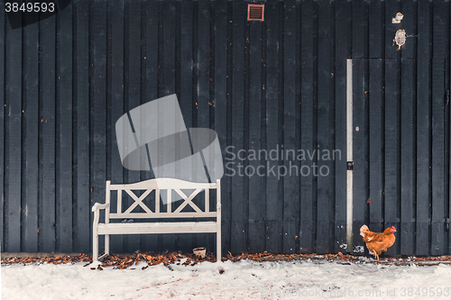 Image of Chicken looking for food in the winter