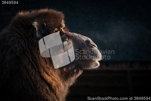 Image of Close-up of a camels head