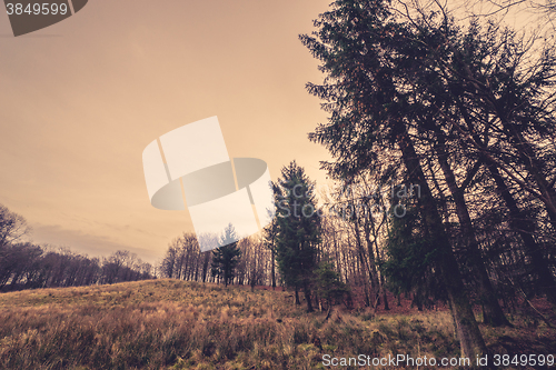 Image of Prairie with tall pine trees