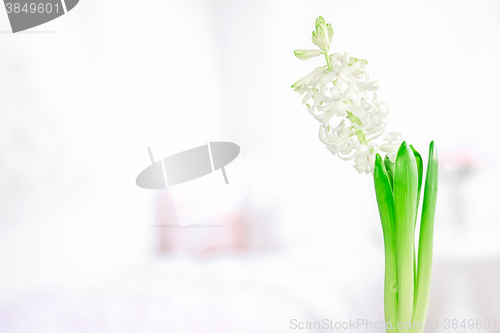 Image of Hyacinth flower with green leaves