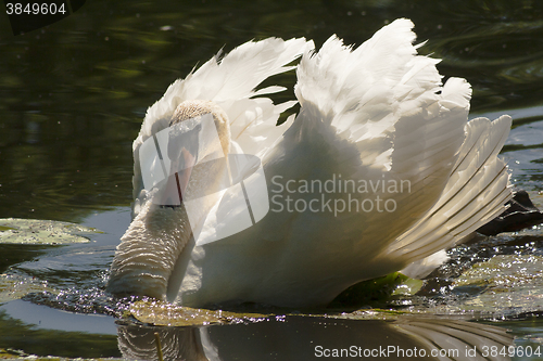 Image of beautiful swan
