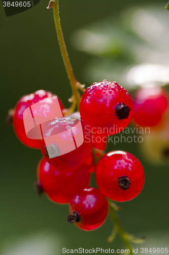 Image of red currants