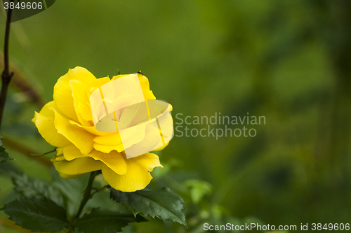 Image of yellow rose