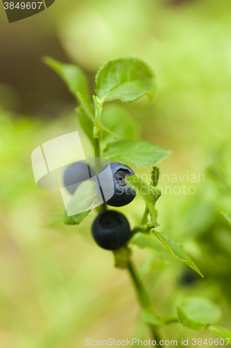 Image of blueberry