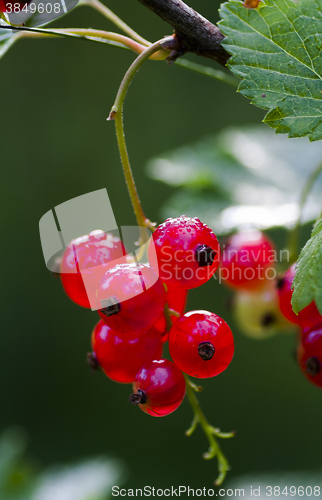 Image of red currants