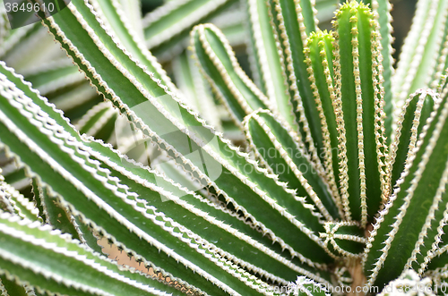 Image of Cactus planted in a botanical garden.