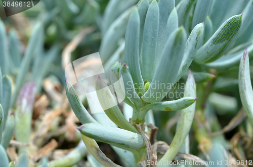 Image of Blue Chalk Sticks 