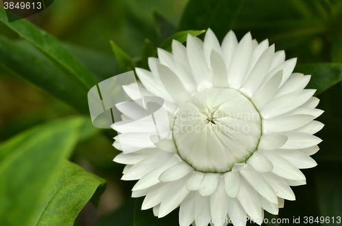 Image of Sunny Side Up Shasta Daisy