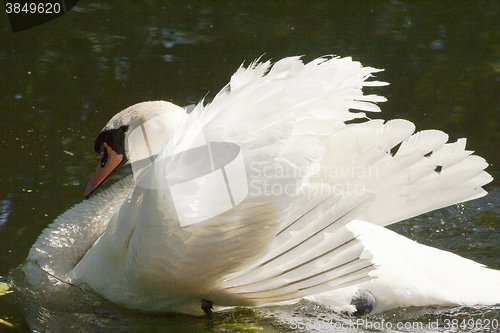 Image of male swan