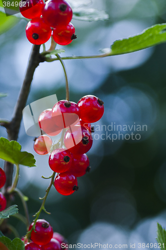 Image of red currants