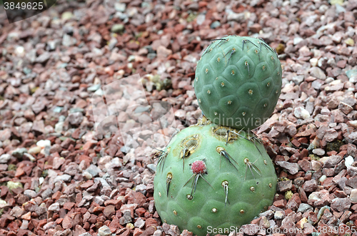 Image of Cactus planted in a botanical garden.