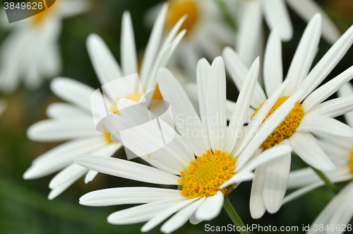 Image of Sunny Side Up Shasta Daisy