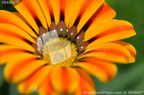 Image of Beautiful flower in a meadow
