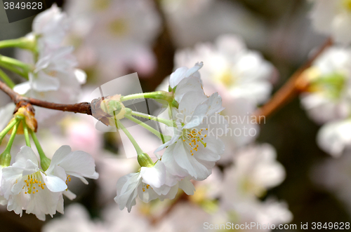 Image of Beautiful Cherry blossom