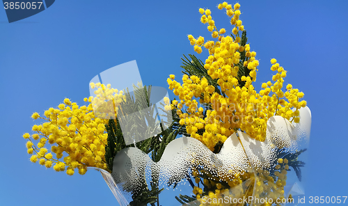 Image of Branches of mimosa flower on bright blue background