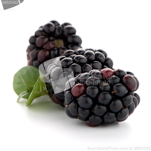 Image of Blackberries with leaves