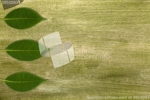 Image of Camelia leaves on green