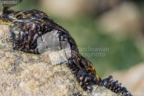 Image of Closeup of mussels on the rocks