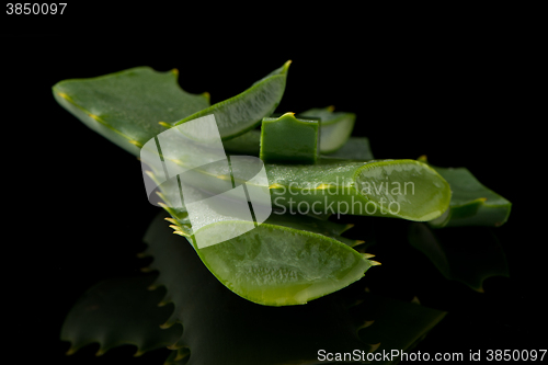 Image of Sliced aloe leaf