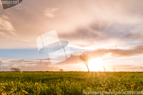 Image of Panoramic view of a flowering  yellow daisy flowers