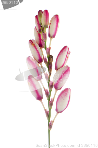 Image of Lilies